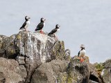 Natural History Puffins by Paul Skehan
